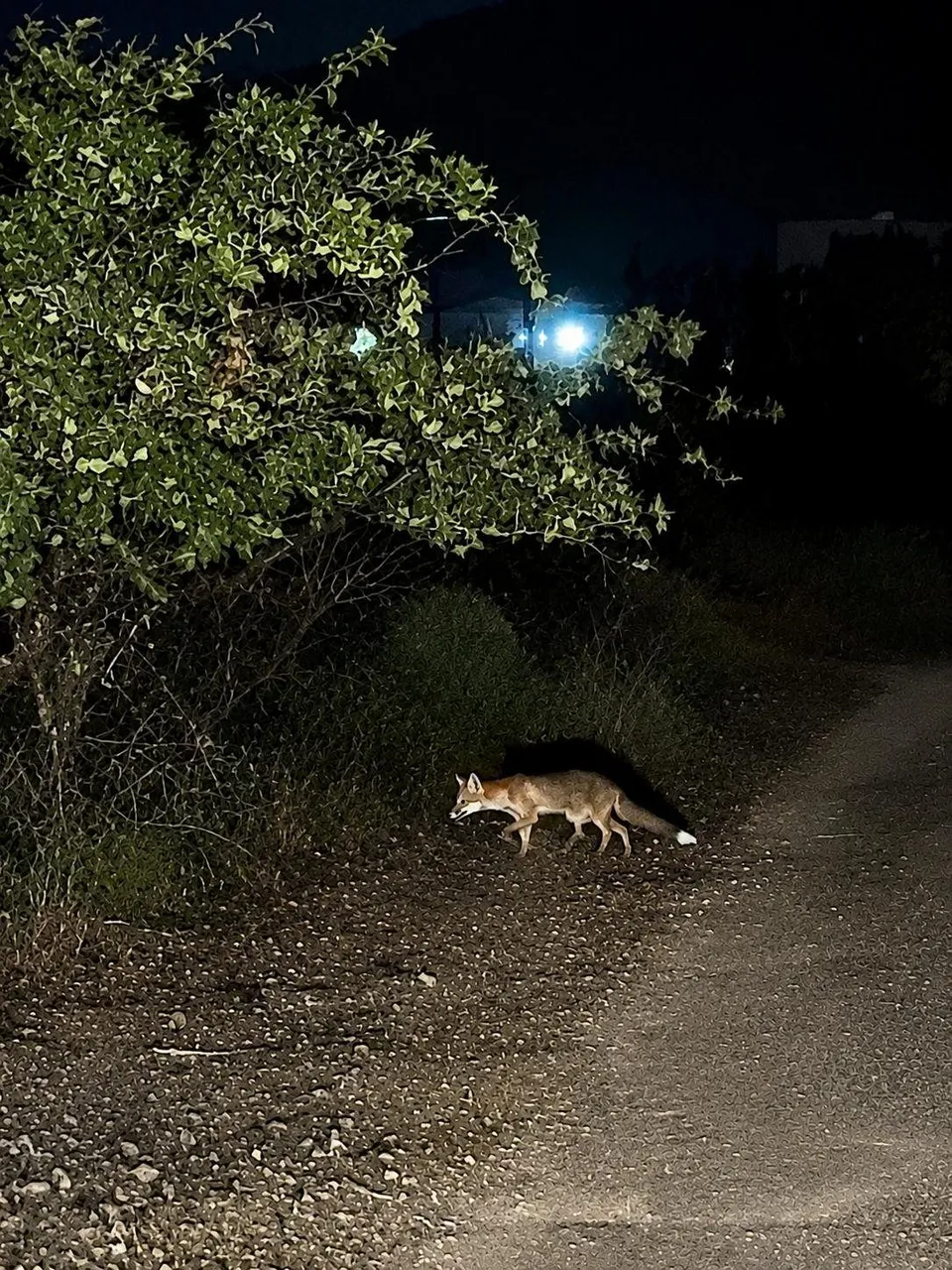 Gece fauna gözleminde yol kenarında kaydedilen tilki