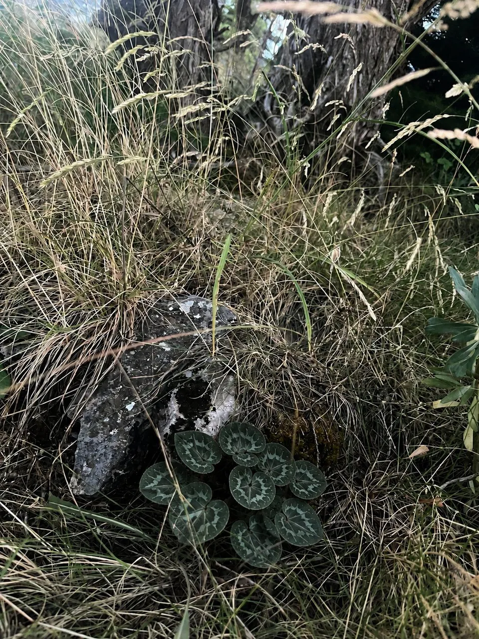 Kayalık ve otlarla örtülü fauna habitatı