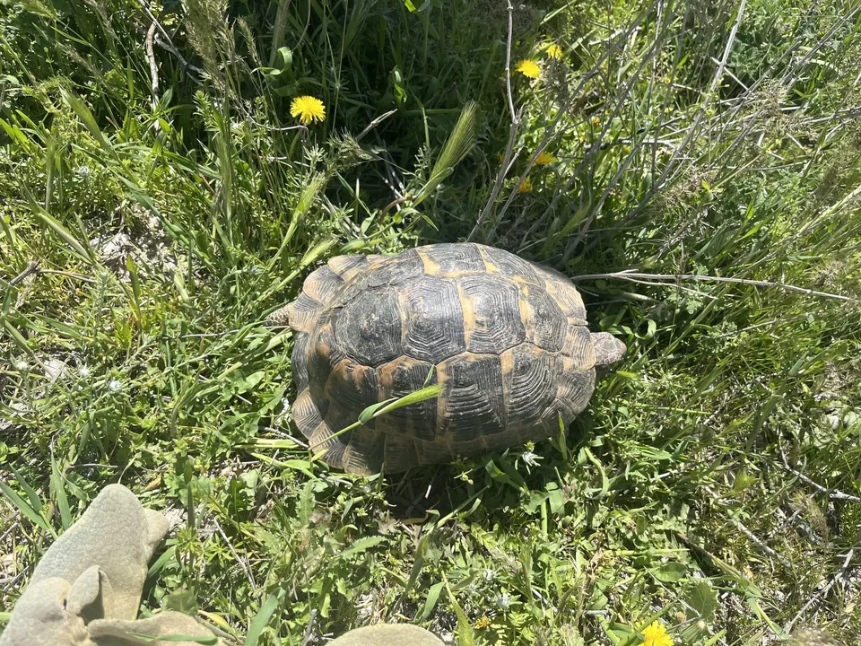 Biyolojik izlemede çayırda gözlenen kara kaplumbağası