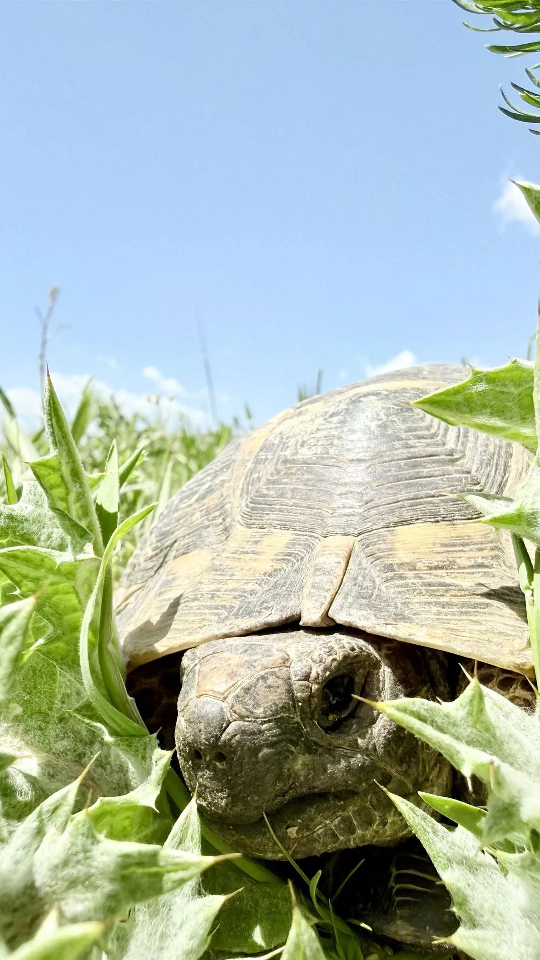 IUCN statüsü yüksek türlerin izlenmesi kapsamında kaplumbağa gözlemi