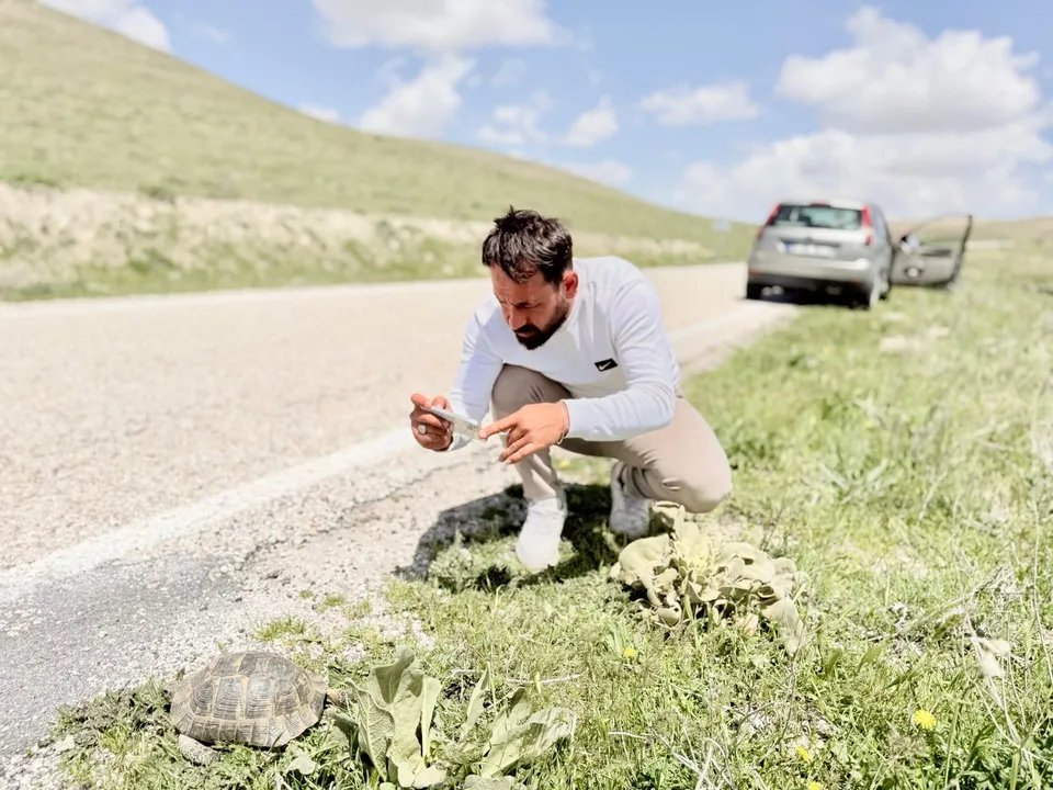 Yol kenarında kaplumbağa kaydı yapan fauna uzmanı