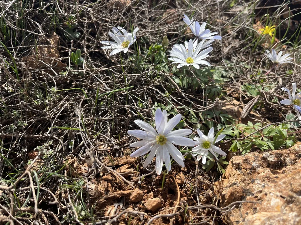 Flora çalışmasında kaydedilen beyaz anemon çiçekleri