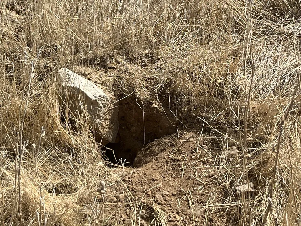 Kuru otlar arasında tespit edilen yaban hayatı yuvası